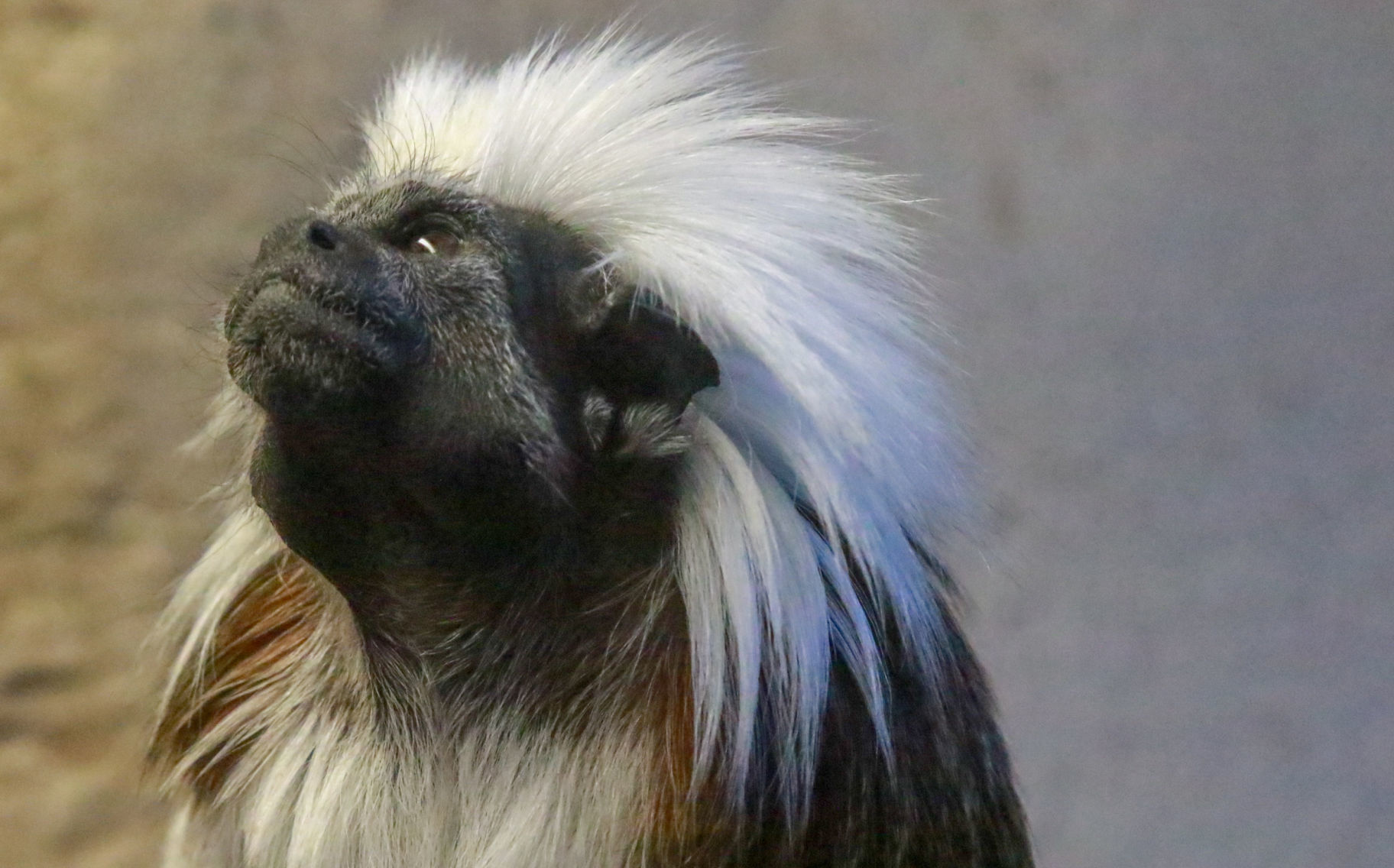 The Washington Park Zoo turns 90 this year.